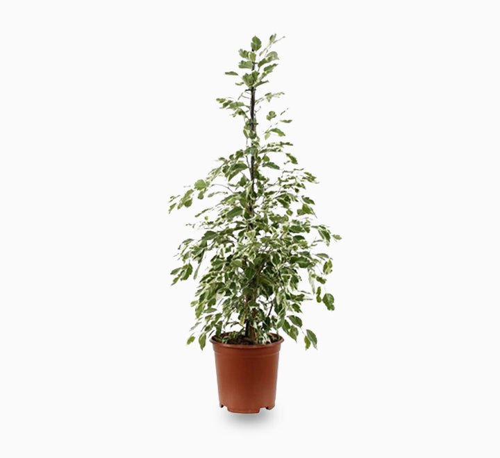 Ficus Benjamina Holland Or Twilight 100 cm to 120 cm - Greensouq - 