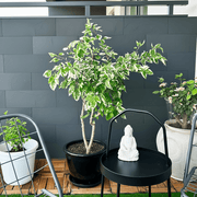 Ficus Benjamina Holland Or Twilight 80 cm to 100 cm - Greensouq - 