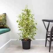 Ficus Benjamina Holland Or Twilight 80 cm to 100 cm - Greensouq - 