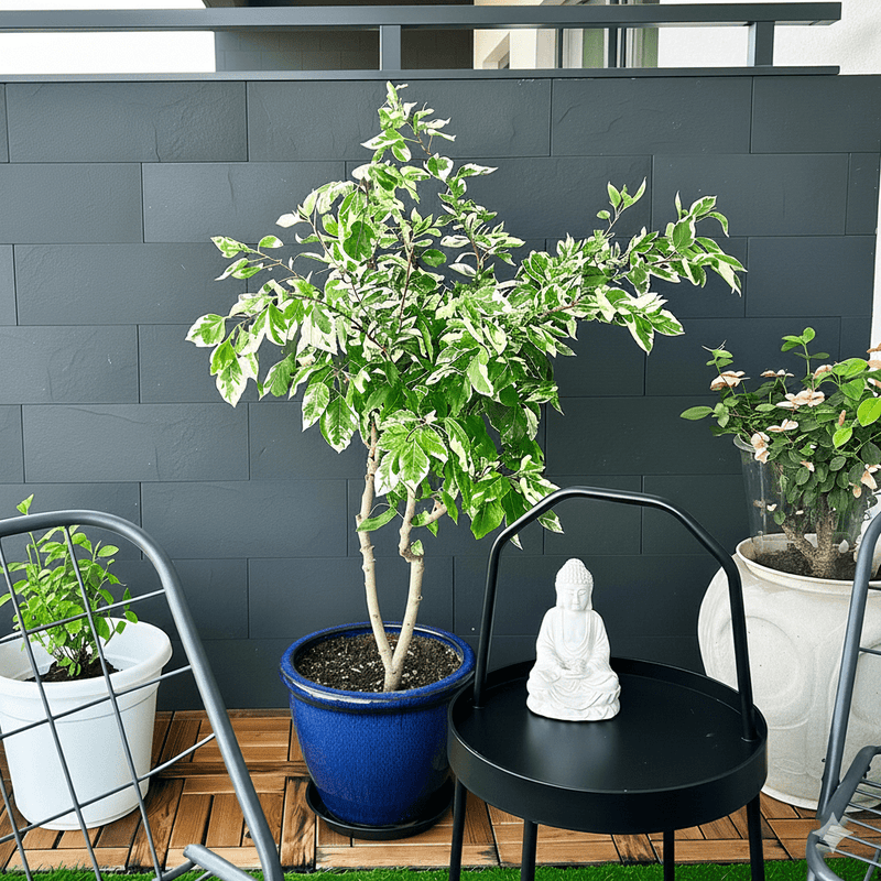 Ficus Benjamina Holland Or Twilight 80 cm to 100 cm - Greensouq - 