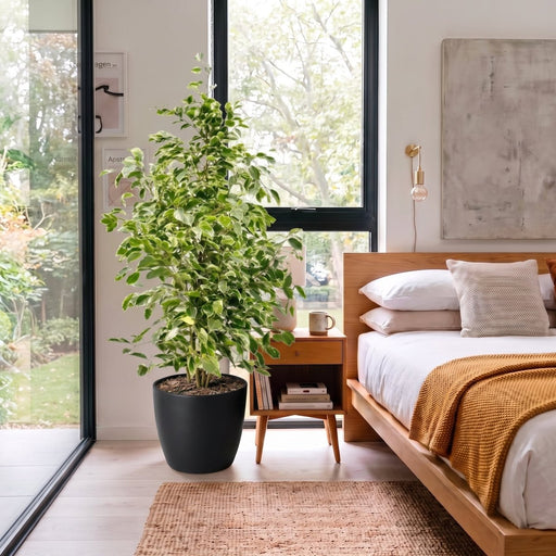Ficus Benjamina Holland - Twilight 100 -120cm | UAE's Lush Greens! - Greensouq - indoor