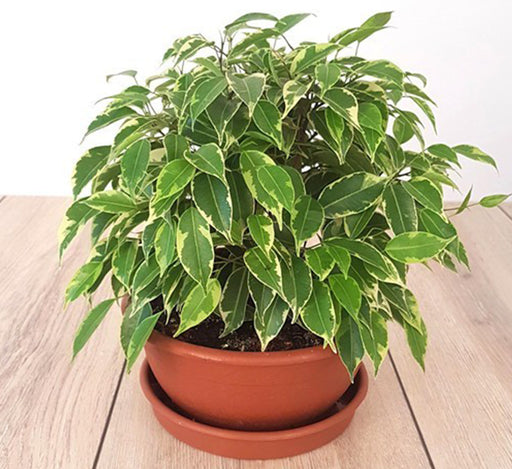 Ficus benjamina Or Kinky