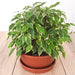 Ficus benjamina Or Kinky