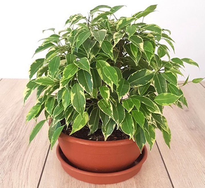 Ficus Benjamina Or Kinky - Greensouq - 
