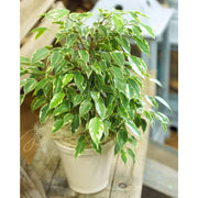 Ficus Benjamina Or Kinky - Greensouq - 