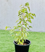 Ficus benjamina variegata "Variegated Weeping Fig" 35 - 50cm - Greensouq - 