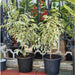 Ficus benjamina variegata "Variegated Weeping Fig" 35 - 50cm - Greensouq - 