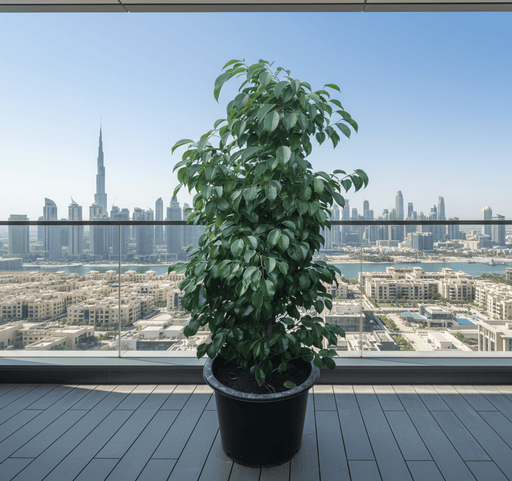 Ficus Benjamina "Weeping Fig" 130 - 150cm outdoor privacy - Greensouq - 