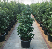 Ficus Benjamina "Weeping Fig" 130 - 150cm outdoor privacy - Greensouq - 
