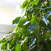 Ficus benjamina "Weeping Fig" (Outdoor) - Greensouq - 