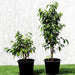 Ficus benjamina "Weeping Fig" (Outdoor) - Greensouq - 