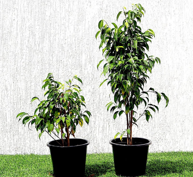 Ficus benjamina "Weeping Fig" (Outdoor) - Greensouq - 