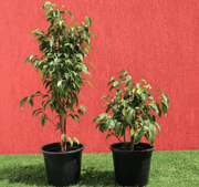 Ficus benjamina "Weeping Fig" (Outdoor) - Greensouq - 