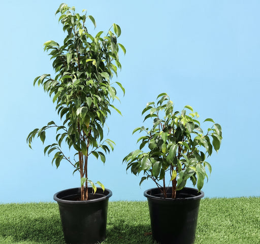 Ficus benjamina "Weeping Fig" (Outdoor) - Greensouq - 