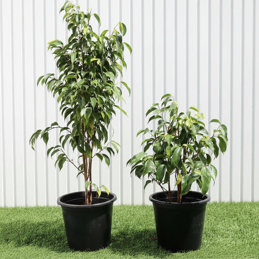 Ficus benjamina "Weeping Fig" (Outdoor) - Greensouq - 