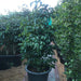 Ficus benjamina "Weeping Fig" (Outdoor) - Greensouq - 