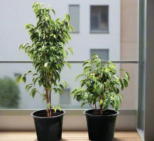 Ficus benjamina "Weeping Fig" (Outdoor) - Greensouq - 