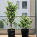 Ficus benjamina "Weeping Fig" (Outdoor) - Greensouq - 