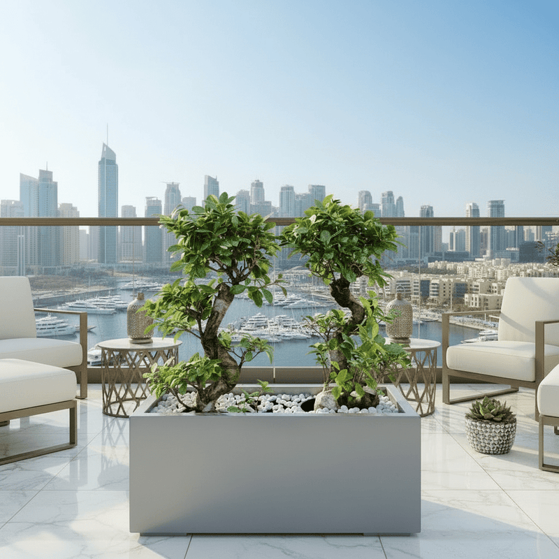 Ficus Bonsai "S" Duo in Rectangular Fiber Glass Planter (GRP) (70x30x30cm) - Greensouq - 