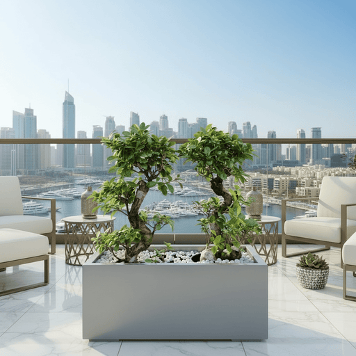 Ficus Bonsai "S" Duo in Rectangular Fiber Glass Planter (GRP) (70x30x30cm) - Greensouq - 