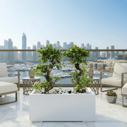 Ficus Bonsai "S" Duo in Rectangular Fiber Glass Planter (GRP) (70x30x30cm) - Greensouq - 