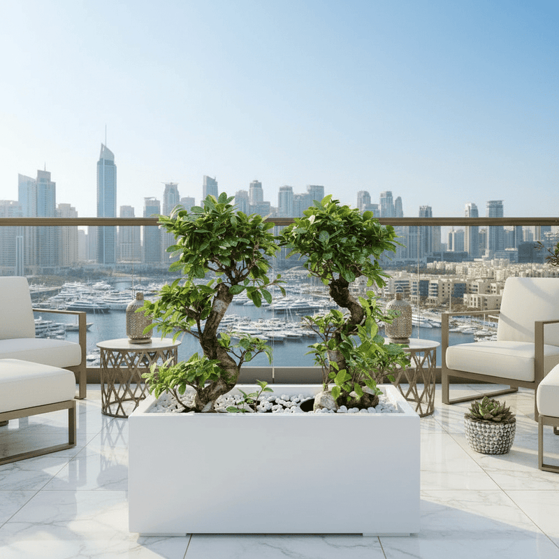 Ficus Bonsai "S" Duo in Rectangular Fiber Glass Planter (GRP) (70x30x30cm) - Greensouq - 