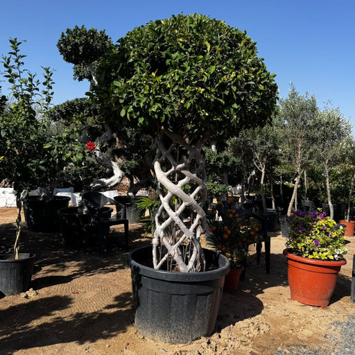 Ficus cage Shape Nitida Bonsai | Ficus Nitida Bonsai 1.6 - 1.8m - Greensouq - 