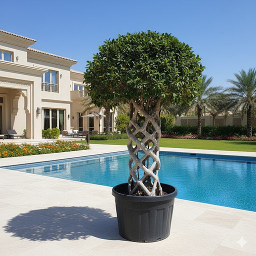 Ficus cage Shape Nitida Bonsai | Ficus Nitida Bonsai 1.6 - 1.8m - Greensouq - 