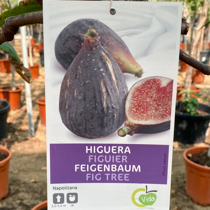 Ficus Carica "Fig Tree" شجرة التين - Greensouq - 