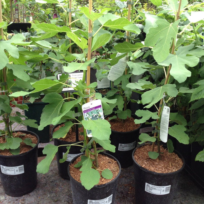 Ficus Carica "Fig Tree" شجرة التين - Greensouq - 