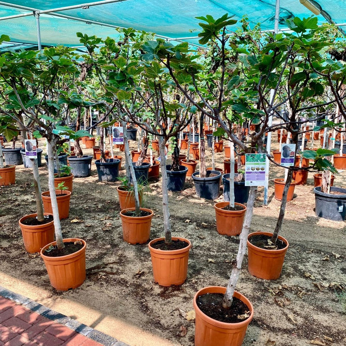 Ficus Carica "Fig Tree" شجرة التين - Greensouq - 