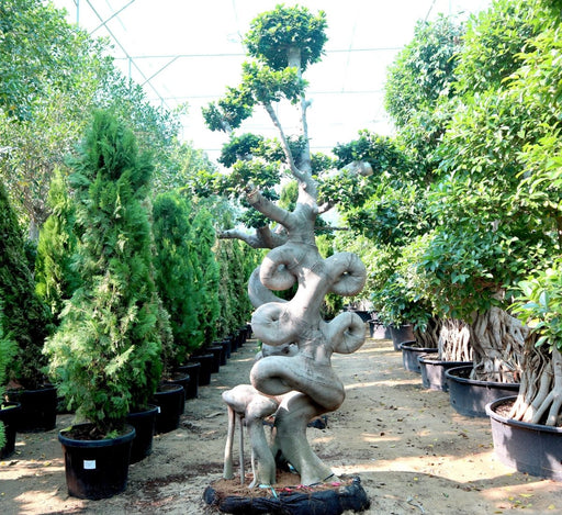 Ficus Chair - Shape Bonsai | Ficus Microcarpa Bonsai | Chair - Shape Bonsai 1.8 - 2.3 m - Greensouq - 