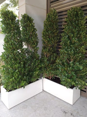 Ficus Cone 1.8 - 2m in Fiber Glass Pot (GRP) (100x40x40) - Greensouq - 