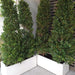 Ficus Cone 1.8 - 2m in Fiber Glass Pot (GRP) (100x40x40) - Greensouq - 