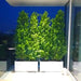 Ficus Cone 1.8 - 2m in Fiber Glass Pot (GRP) (100x40x40) - Greensouq - 