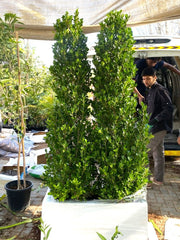Ficus Cone 1.8 - 2m in Fiber Glass Pot (GRP) (100x40x40) - Greensouq - 