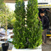 Ficus Cone 1.8 - 2m in Fiber Glass Pot (GRP) (100x40x40) - Greensouq - 