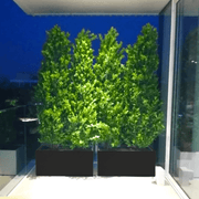 Ficus Cone 1.8 - 2m in Fiber Glass Pot (GRP) (100x40x40) - Greensouq - 