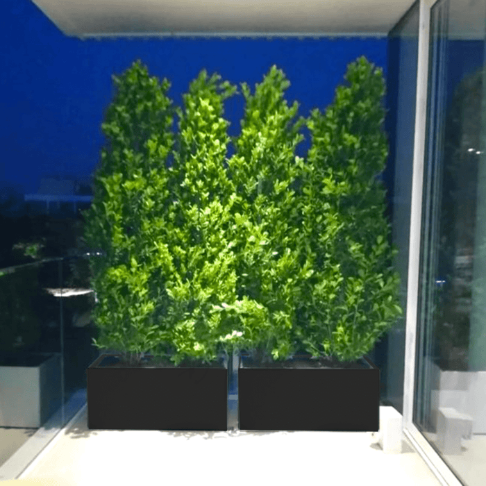 Ficus Cone 1.8 - 2m in Fiber Glass Pot (GRP) (100x40x40) - Greensouq - 