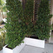 Ficus Cone 1.8 - 2m in Fiber Glass Pot (GRP) (100x40x40) - Greensouq - 