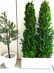 Ficus Cone 1.8 - 2m in Fiber Glass Pot (GRP) (100x40x40) - Greensouq - 