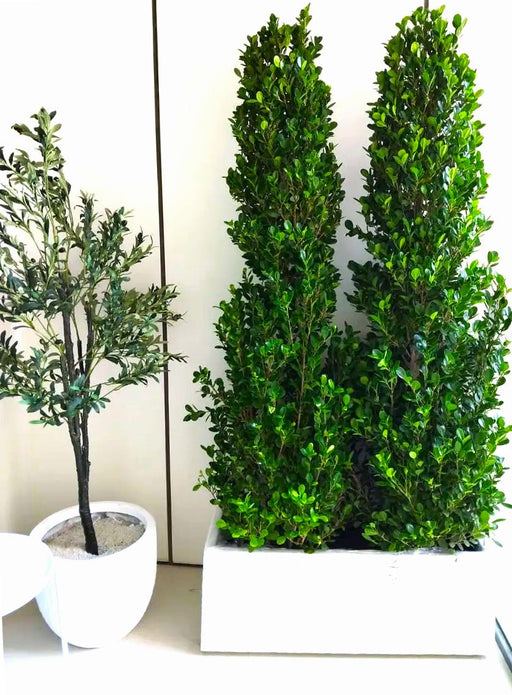 Ficus Cone 1.8 - 2m in Fiber Glass Pot (GRP) (100x40x40) - Greensouq - 