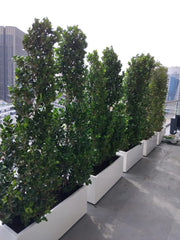 Ficus Cone 1.8 - 2m in Fiber Glass Pot (GRP) (100x40x40) - Greensouq - 