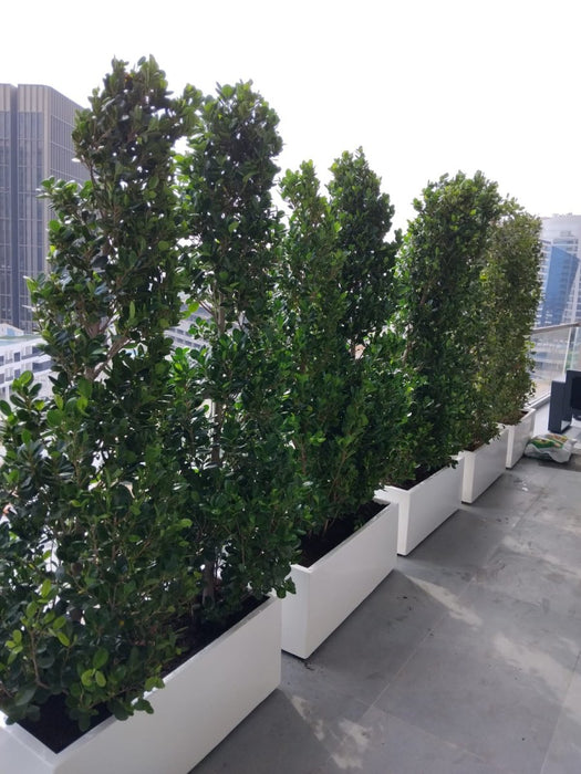 Ficus Cone 1.8 - 2m in Fiber Glass Pot (GRP) (100x40x40) - Greensouq - 