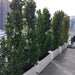 Ficus Cone 1.8 - 2m in Fiber Glass Pot (GRP) (100x40x40) - Greensouq - 