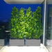 Ficus Cone 1.8 - 2m in Fiber Glass Pot (GRP) (100x40x40) - Greensouq - 