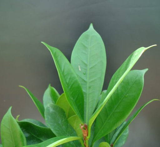 Ficus Cyathistipula or African Fig Tree - Greensouq - 