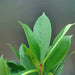 Ficus Cyathistipula or African Fig Tree - Greensouq - 