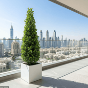 Ficus diversifolia “Cone Shape” 2.0 - 2.5m in Grp Square Pot 50x50 - Greensouq - 