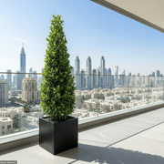 Ficus diversifolia “Cone Shape” 2.0 - 2.5m in Grp Square Pot 50x50 - Greensouq - 